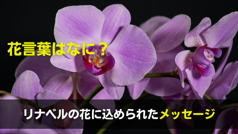 リナベルの花の花言葉はなに 品種 色の種類 原産国 特徴まとめ 関心あること 悩みごと